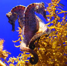 caballito del mar