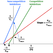 enzyme kinetic
