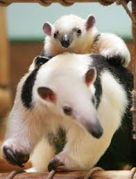 anteater