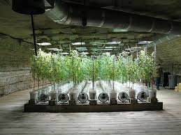grow marijuana
