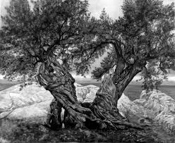 pictures olive trees