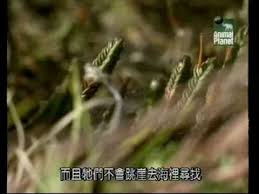 animal planet the most extreme