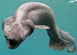 shark species pictures