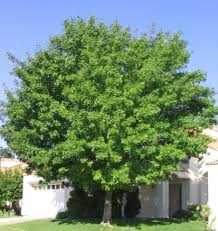 pictures shade trees