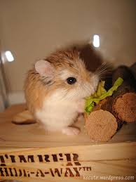 robo hampster