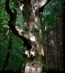 human tree
