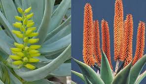 aloe seeds