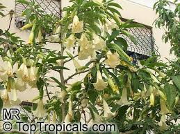 brugmansia tree