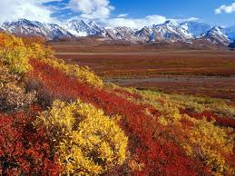 denali national park
