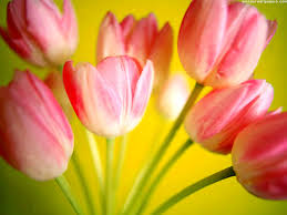animated flower wallpaper