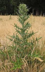 thistle pictures