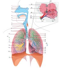 sistem pernafasan manusia