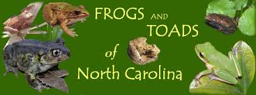 frogs toad pictures