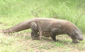picture komodo dragons