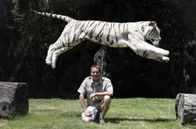 white bengal tiger pictures