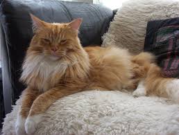 main coon cats