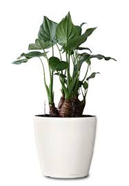 alocasia cucullata