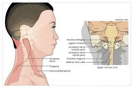 accessory nerve