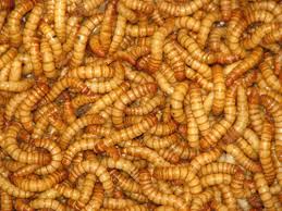 mealworm images