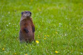 groundhog