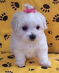 maltese pics