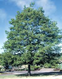 external image white_oak.jpg