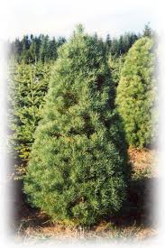 types of pine trees pictures