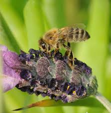 bee biology