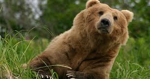 baby brown bear
