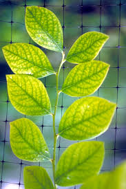 blueberry leaves