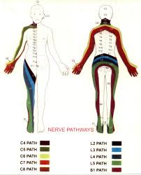 printable spine diagram