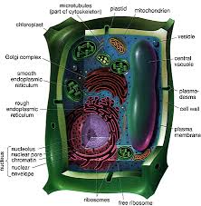 $$plant cell$