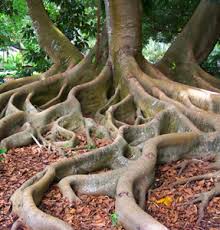 images of roots