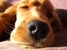 dog snouts