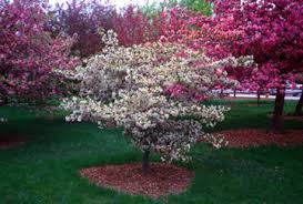 dwarf crab apple tree