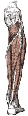 peroneal artery