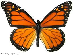 monarch butterfly photos
