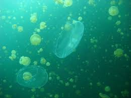 mediterranean sea animals