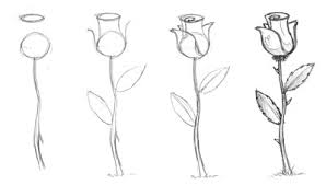 how to draw rose