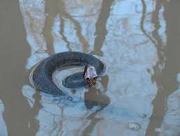 water moccasin pictures