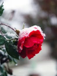 large rose pictures