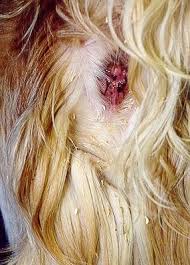 tapeworms in cats