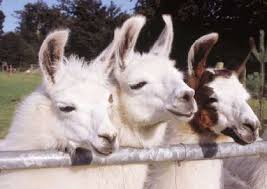 llamas