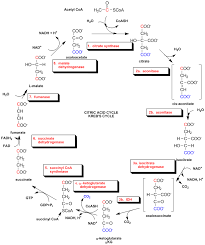 Krebs Cycle - TCA CYCLE