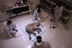 lyuba mammoth