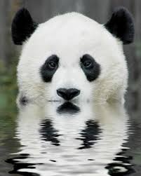 panda bears pictures