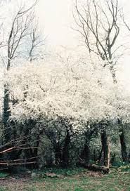 cherry plum