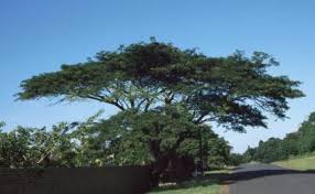 albizia adianthifolia