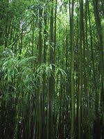 retting bamboo