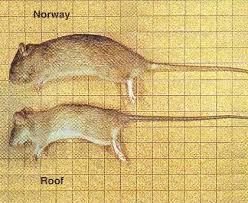 roof rats
